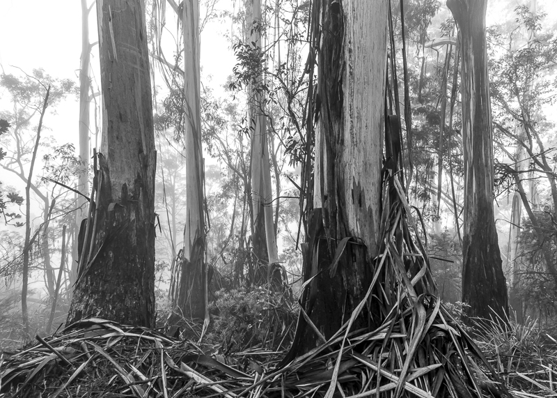 Blue Mountains, NSW