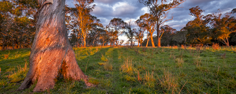 Dorrigo Area, NSW