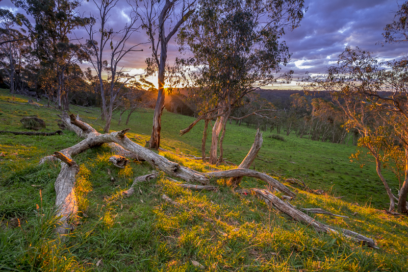 Dorrigo Area, NSW