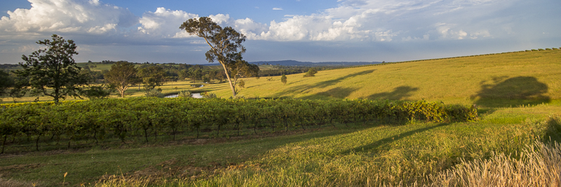 Hunter Valley Vineyard, NSW